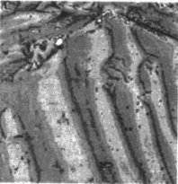 91看片在线免费看中铁磁性材料磁粉成像